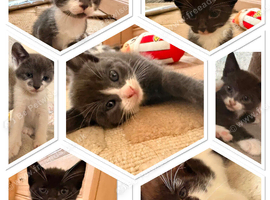 7 Beautiful Playful Kittens.