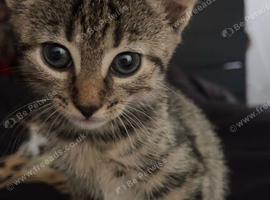 Nala
