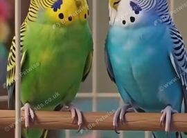 Pair of budgies