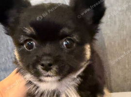 Gorgeous long haired chihuahua pups