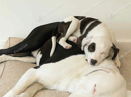 American bull+husky