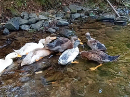 Runner ducks