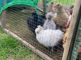 Silkie chicks
