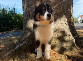 Australian Shepherd one boy puppy left