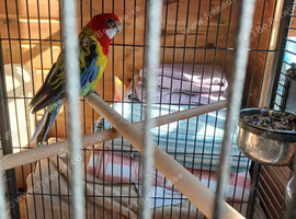 Male Rosella