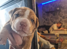 Old tyme bulldog cross shar pai