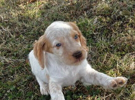 Cocker spaniel puppies