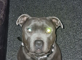 Blue Staffordshire bull terrier