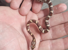 Baby corn snakes