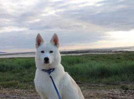 Koda
