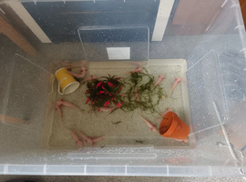Leucistic axolotls