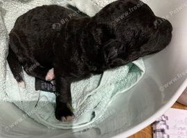 Bedlington terrier pups