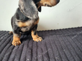 Last dachshund boy forsale!