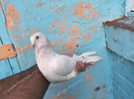 Pakistani highflier pairs for sale