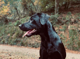 Kc reg Labrador puppies