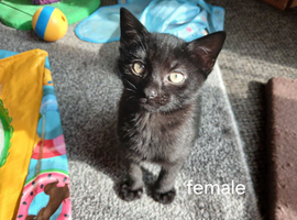 Kittens for sale