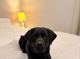 Black lab stud