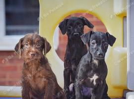 1st vaccine&rsquo;s & READY NOW Miniature Patterpoo&rsquo;s