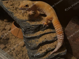 Leopard gecko