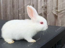 mixed breed bunnies