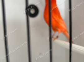 Red factor canary breeding pair + Two chicks