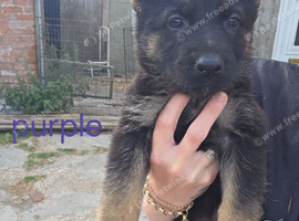 German shepherd pups