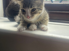 2 Male Kittens For Sale