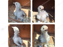 Columbian Pekin Bantam chick