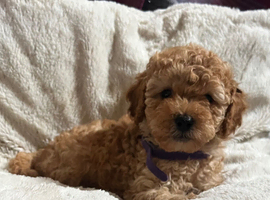 Cavachon x toy poodle who puppies