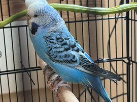 Bonded Budgie Pair