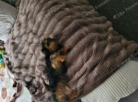 Yorkshire Puppy