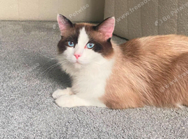 Male ragdoll