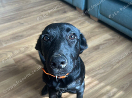 Almost 5 months Labrador x