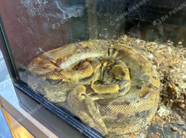Breeding pair