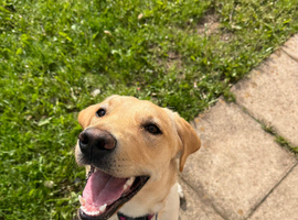 beautiful 8mth old lab looking for a good home