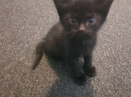 4 gorgeous bombay kittens