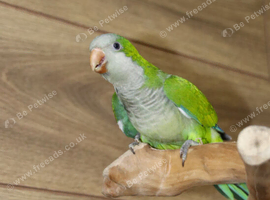 Baby Green Quaker, 12