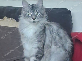 Maine Coon in Sedgeford | Freeads Pets