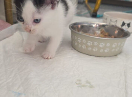 Kitten ready for forever home