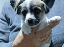 3/4 chihuahua,s