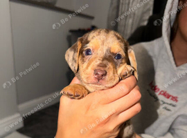 Mini dachshund