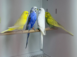 Budgies