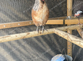 POL Bantam mix hens