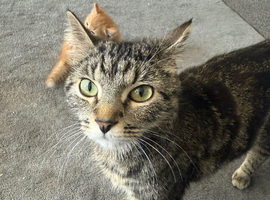 Rehoming a cat