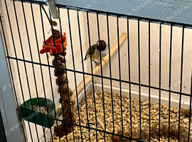 Gouldian finch hen 10 months old