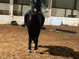Jac Welsh section D