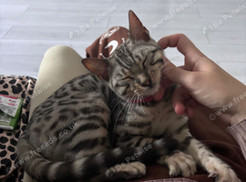 Silver bengal kitten