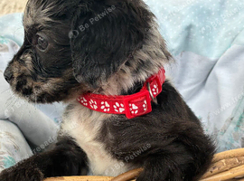 Beautiful cockapoo puppies