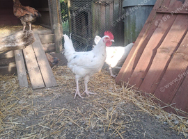 White Cockerel