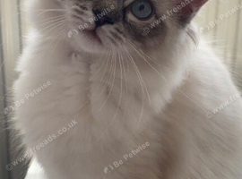 Pure breed female ragdoll